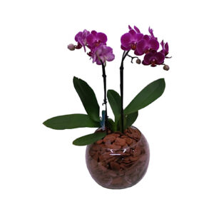 MIni Orquidea Lilas no Vidro