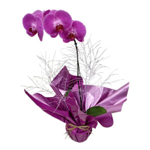 Orquidea Lilas para Presente