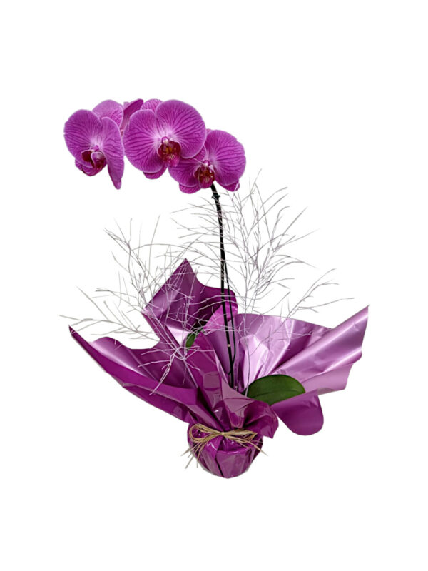 Orquidea Lilas para Presente